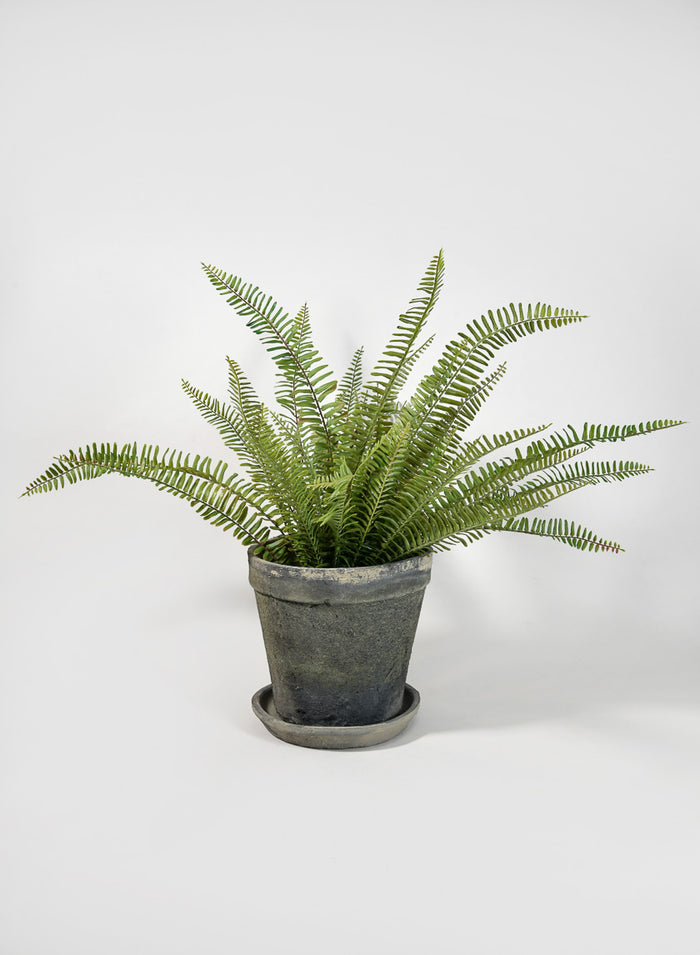 Mossed Blackstone Wide Rim Pot and Saucer Decor Jamali Garden