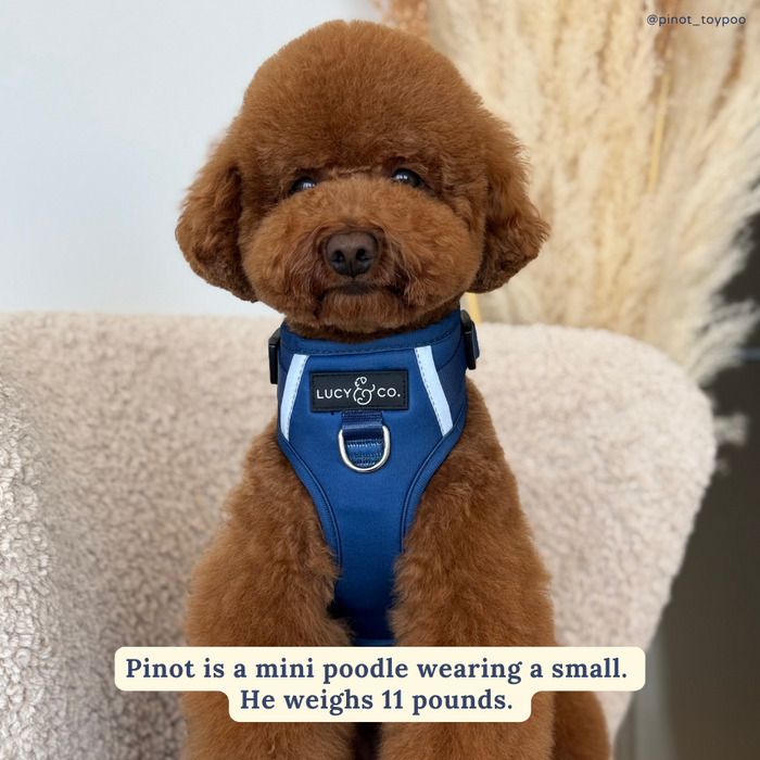 Navy No-Pull Harness