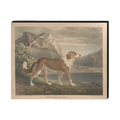 Newfoundland Audubon Canvas
