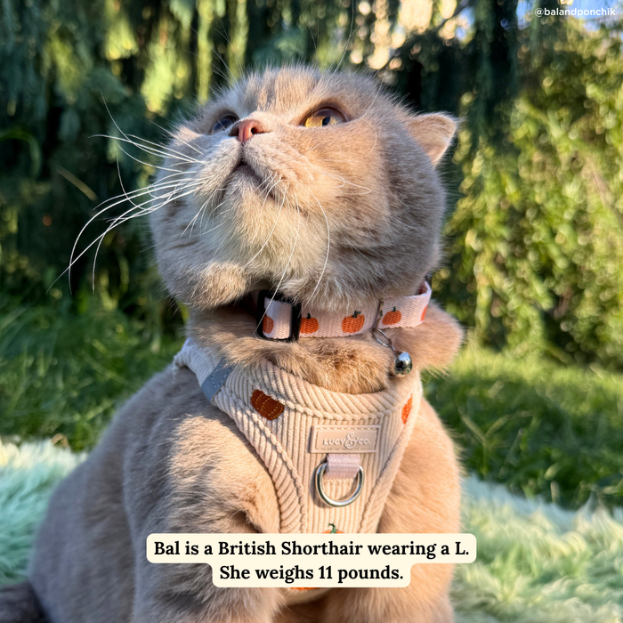 Oh My Gourd Breakaway Cat Collar