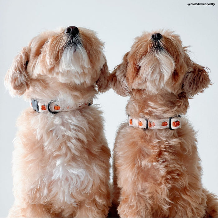 Oh My Gourd Corduroy Collar