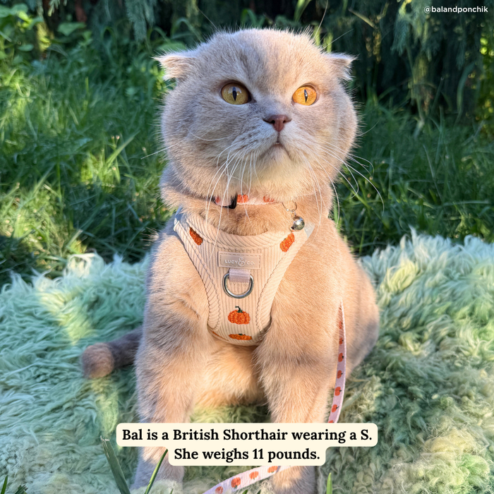 Oh My Gourd Corduroy Step-in Cat Harness