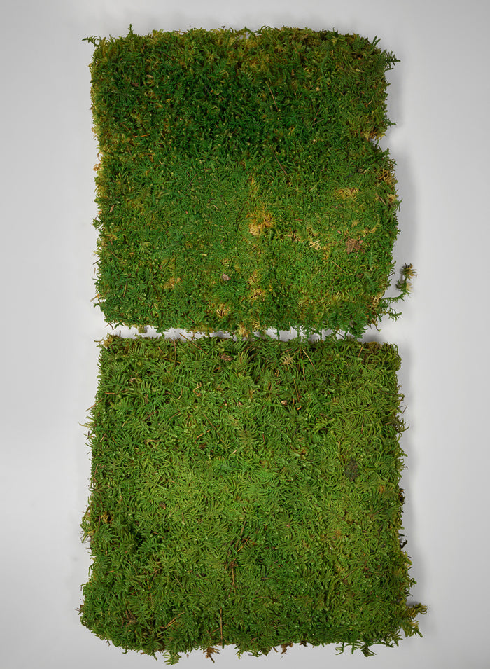 Preserved Bulk Green Sheet Moss – 11 Sq. Ft. Decor Jamali Garden