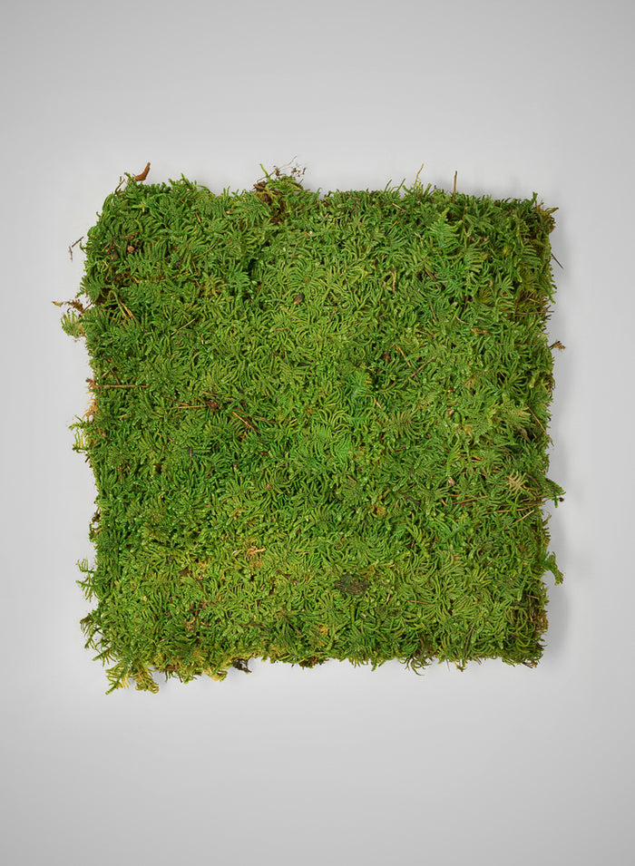 Preserved Bulk Green Sheet Moss – 11 Sq. Ft. Decor Jamali Garden
