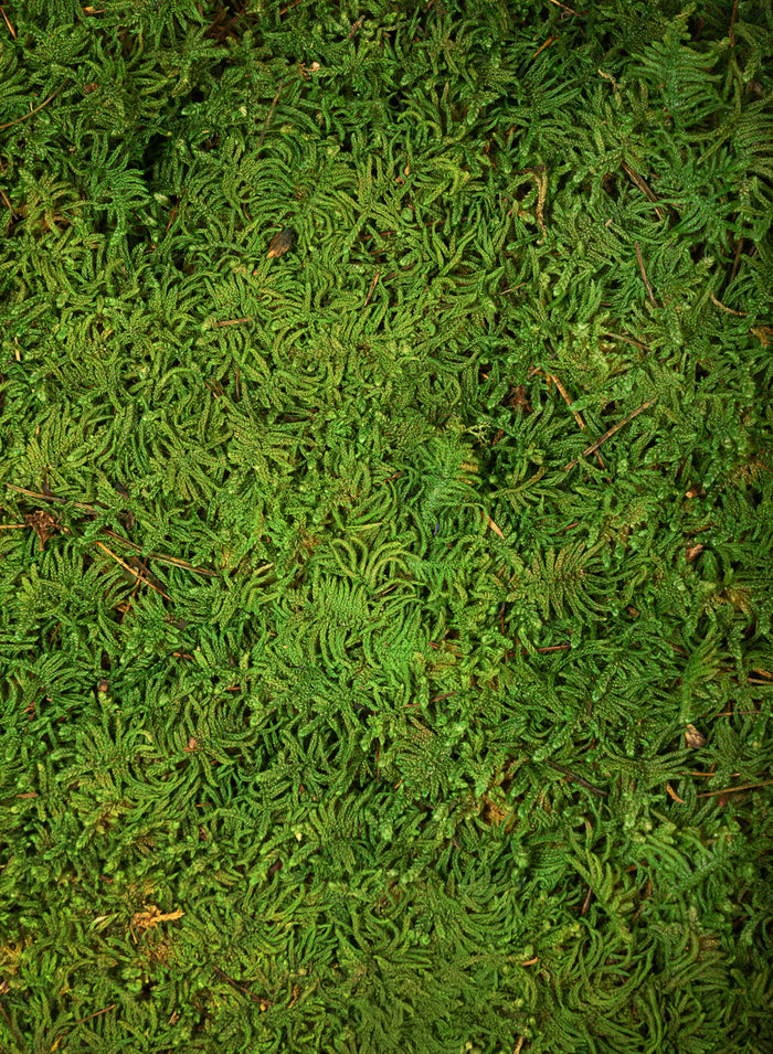 Preserved Bulk Green Sheet Moss – 11 Sq. Ft. Decor Jamali Garden