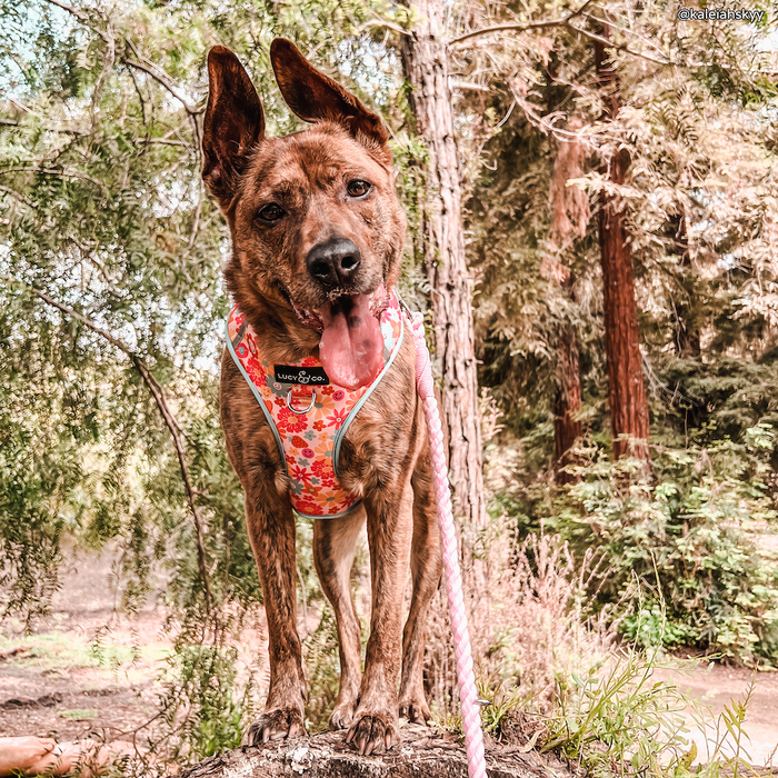 Rosewater Hands-Free Rope Leash