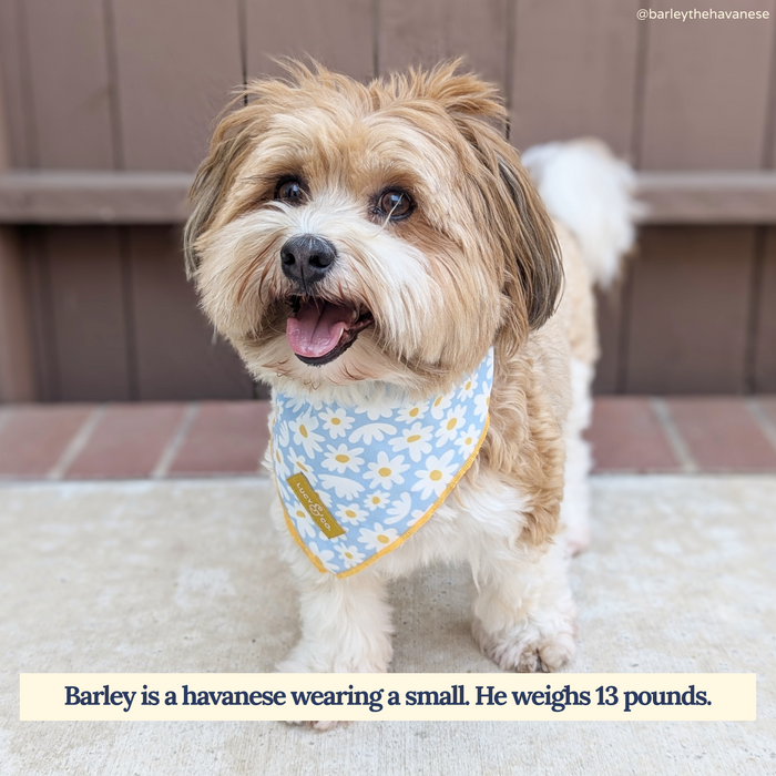 Simply Splendid Bandana