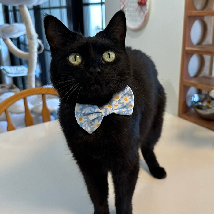 Simply Splendid Cat (& Small Dog) Bow Tie