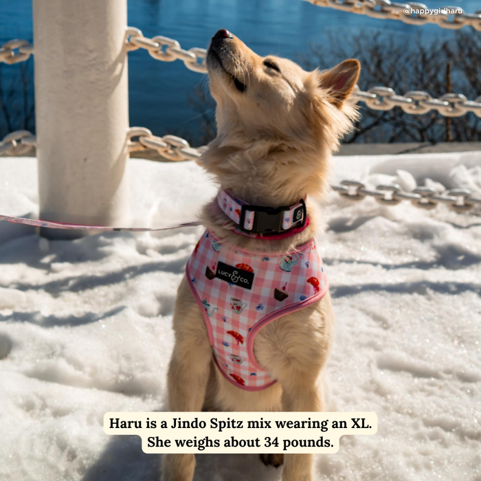 Sipping Slowly Reversible Harness