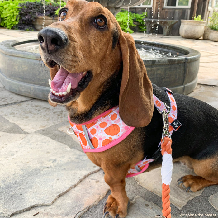 Spice Hands-Free Rope Leash