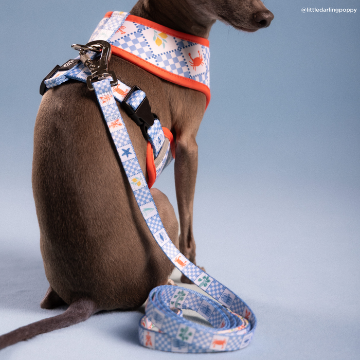 Sunny in Sicily Leash