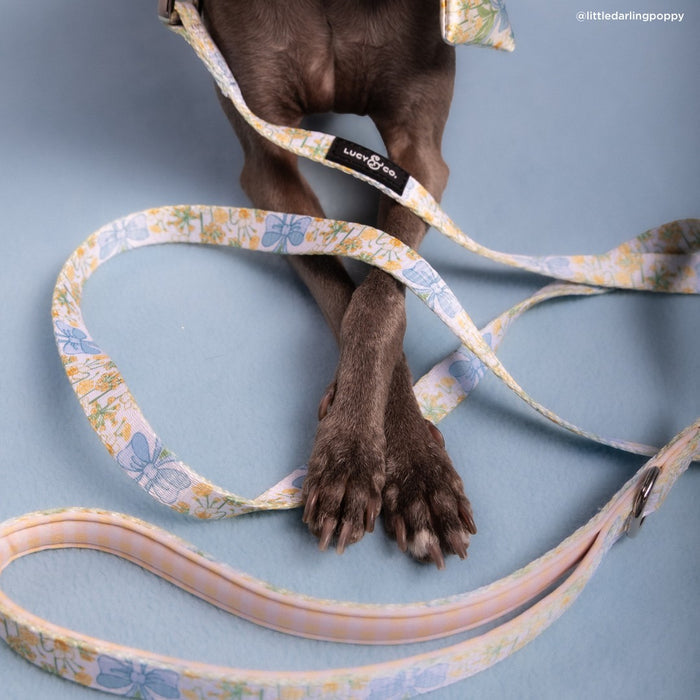 Sunshine and Daffodils Leash