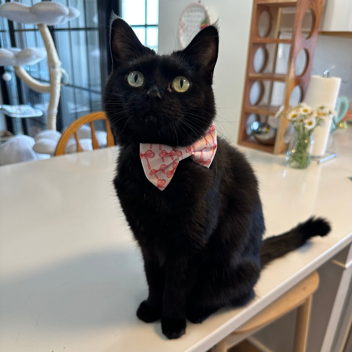Take a Bow Cat (& Small Dog) Bow Tie
