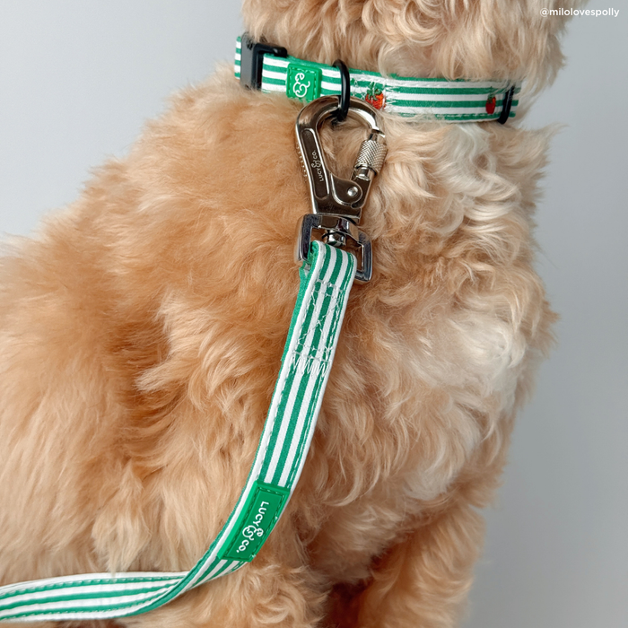Tomato, Tomahto Embroidered Collar