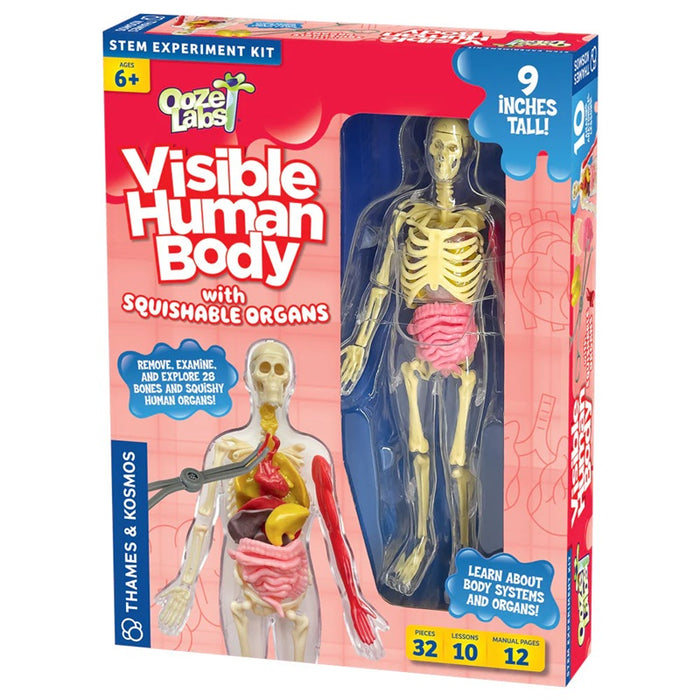 Visible Human Body with Squishable Organs