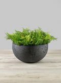 Yerevan Black Cement Stone Bowl Ceramic Planter Decor Jamali Garden Black 12.5in Wide EACH