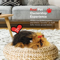 Yorkie Perfect Petzzz